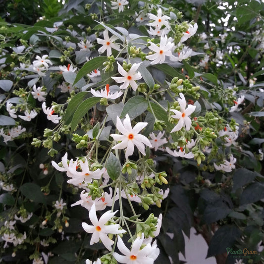 Coral Jasmine (Parijat) flowers blooming on the branch