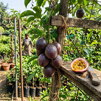 Passion Fruit (Passiflora edulis)