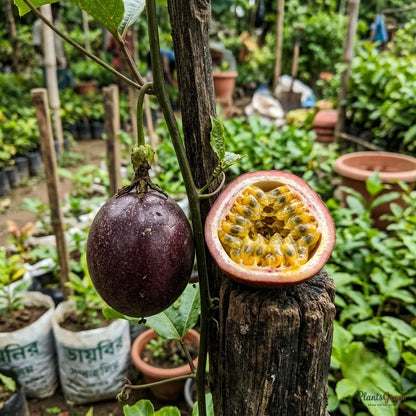 Passion Fruit (Passiflora edulis)