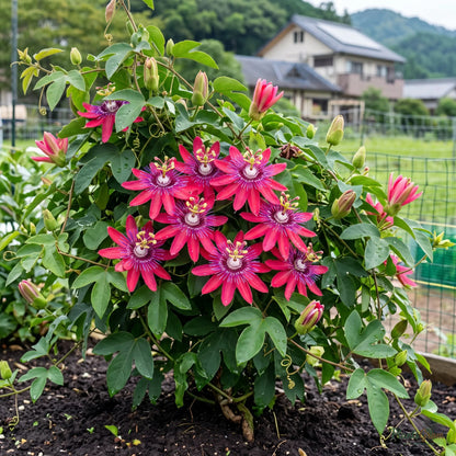 Passion Flower (Pink) - Passiflora vitifolia