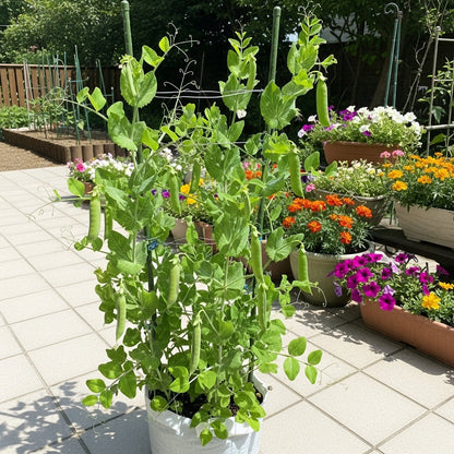 Peas Long Sweet Seeds – F1 Hybrid