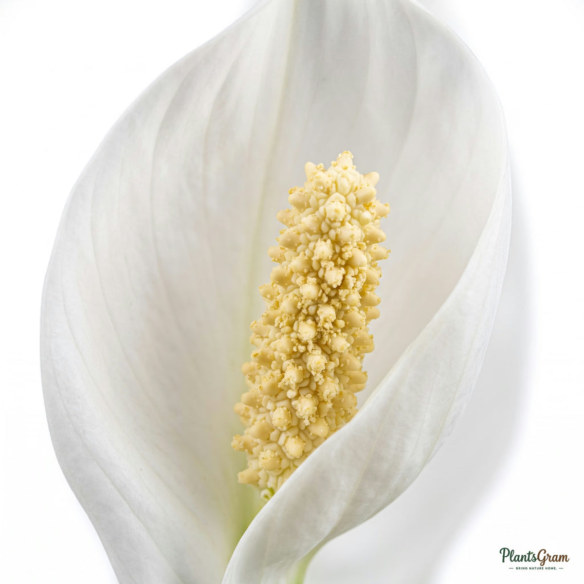 Macro close-up of a Peace Lily's white spathe flower and yellow spadix