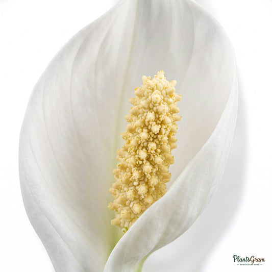 Macro close-up of a Peace Lily's white spathe flower and yellow spadix