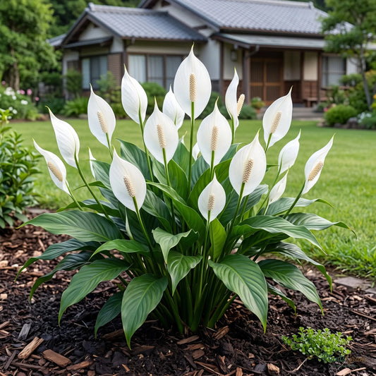 Peace Lily (White) - Spathiphyllum