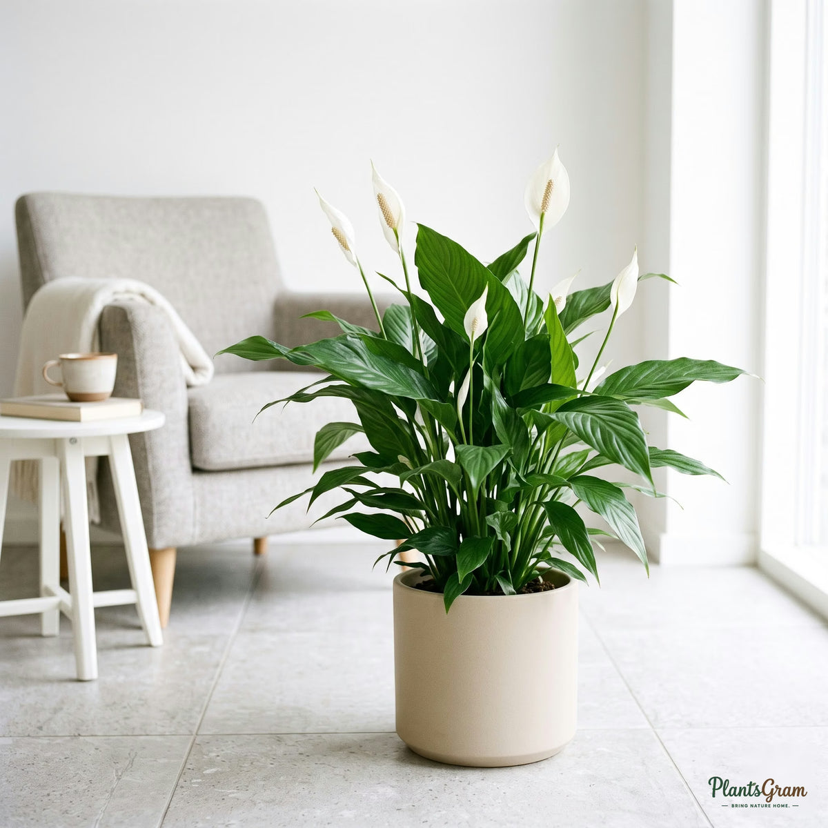 Peace Lily plant in a planter