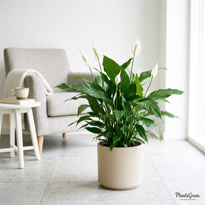 Peace Lily plant in a planter
