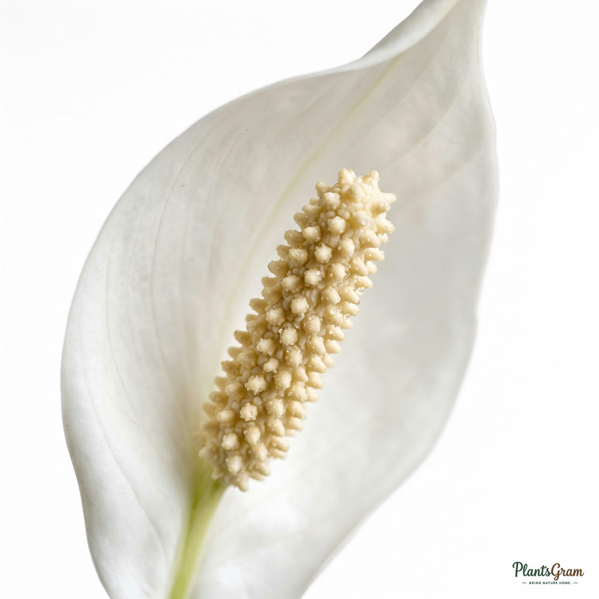Close-up of a white Peace Lily flower