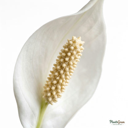 Close-up of a white Peace Lily flower