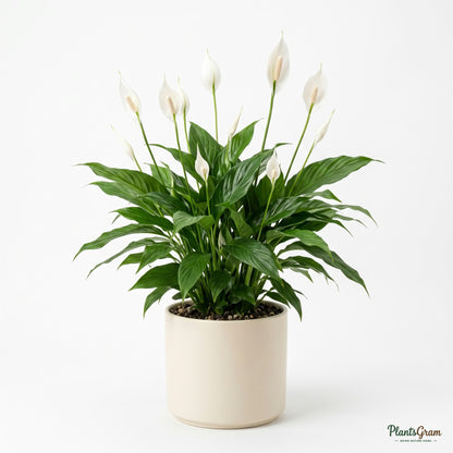 Potted Peace Lily plant