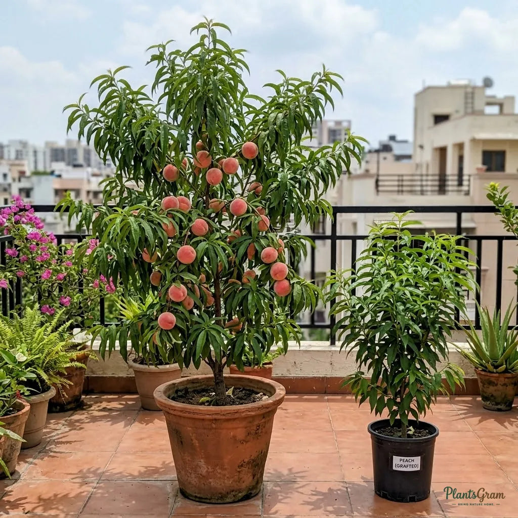 Peach (Grafted)
