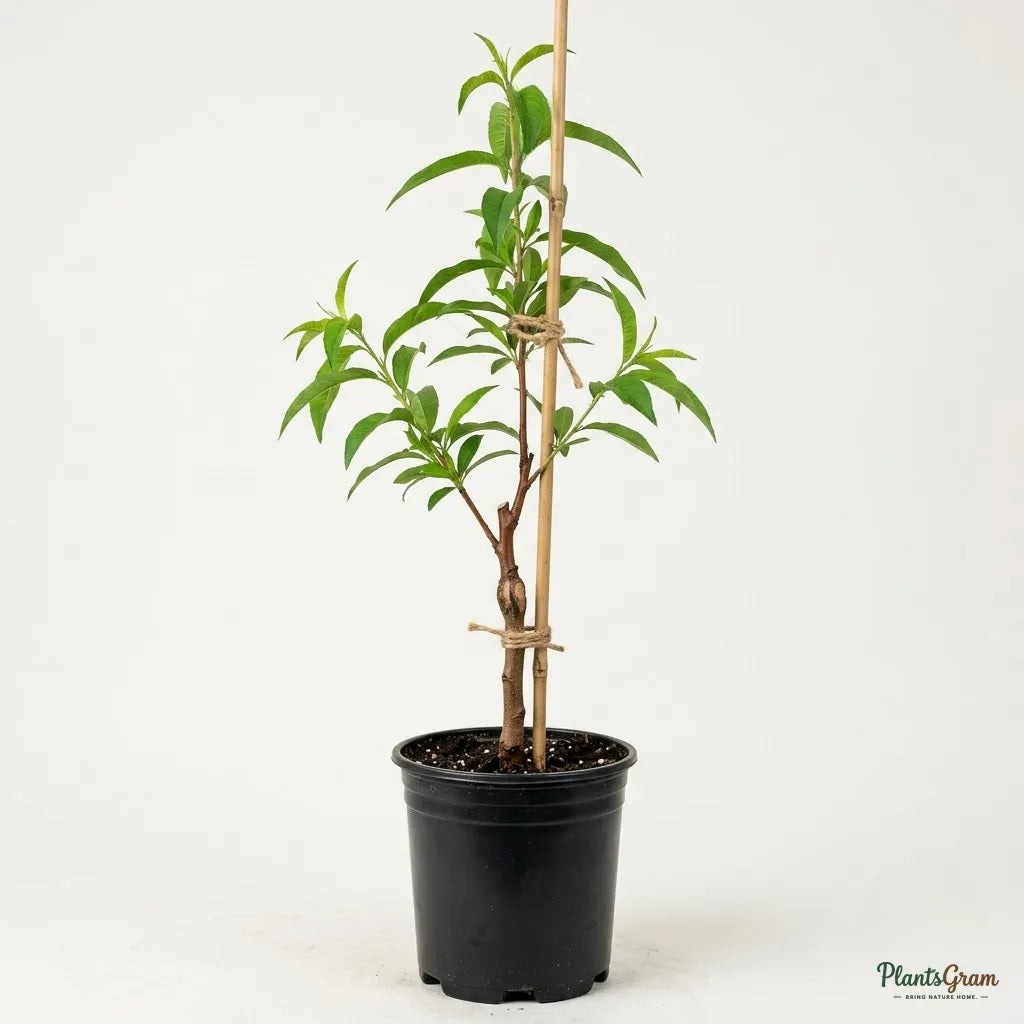 Peach (Grafted)