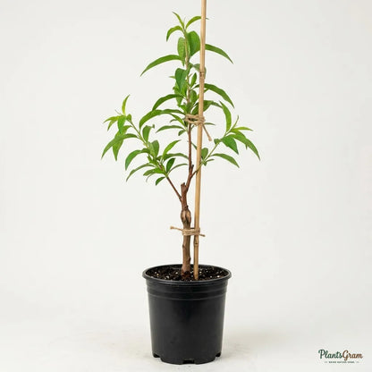 Peach (Grafted)