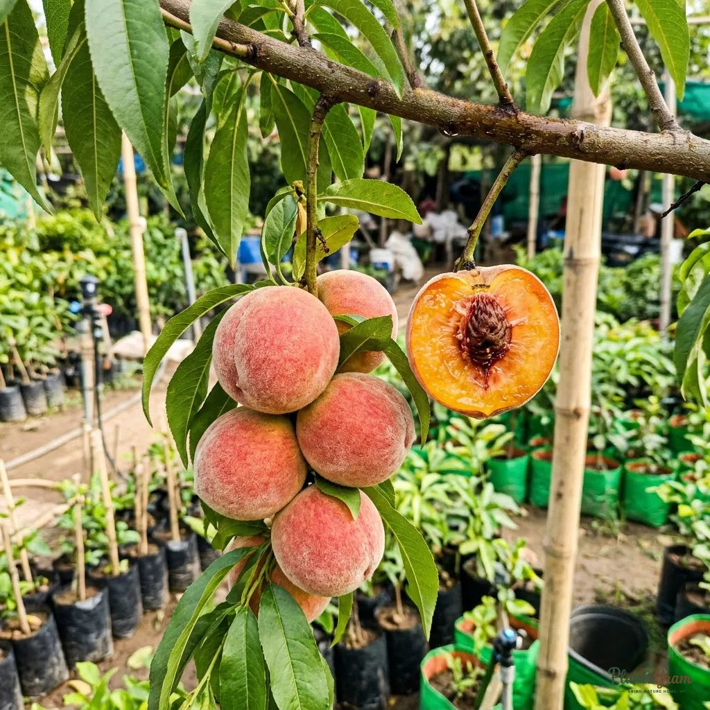 Peach (Grafted)