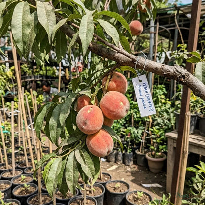 Peach (Grafted)
