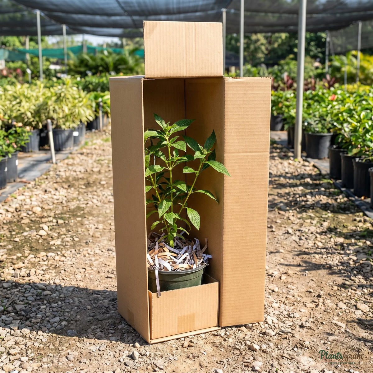 Pentas Red plant packed inside a shipping box