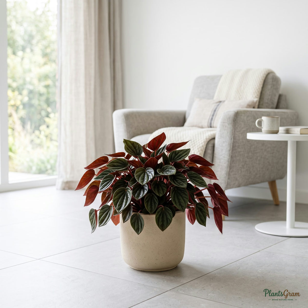 Peperomia Rosso plant on the floor in a planter