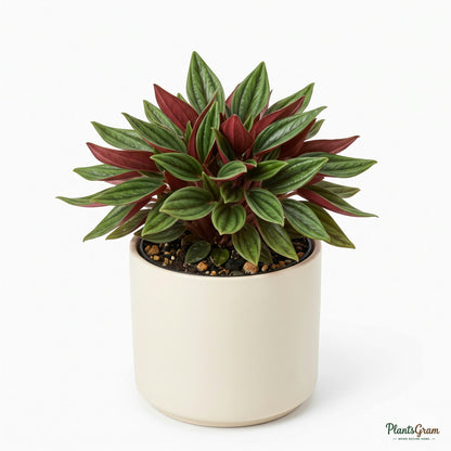 Peperomia Rosso plant potted, compact rosette form