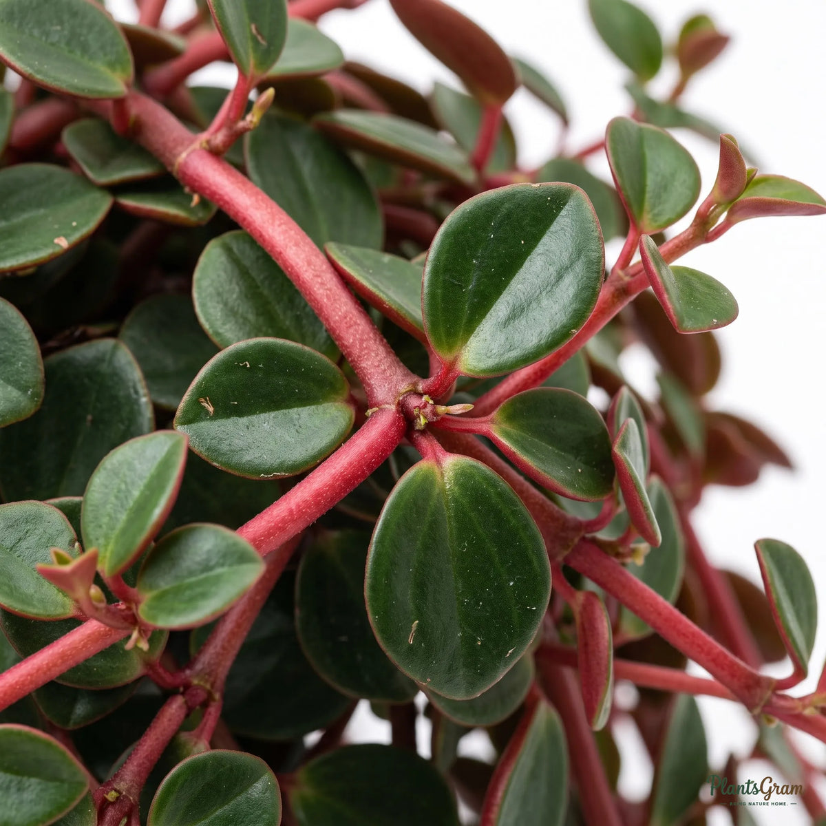 Close-up of Peperomia Rubra stems and leaves