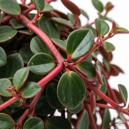 Close-up of Peperomia Rubra stems and leaves