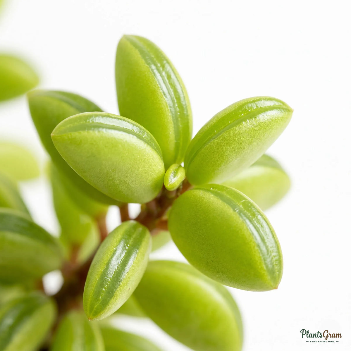 Peperomia (Peperomia dolabriformis)