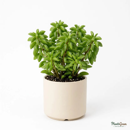 Peperomia (Peperomia dolabriformis)