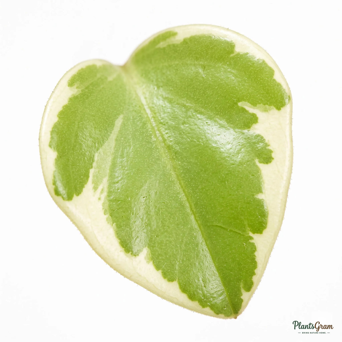 Close-up macro photograph of a variegated Peperomia leaf