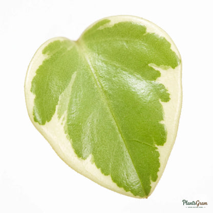 Close-up macro photograph of a variegated Peperomia leaf