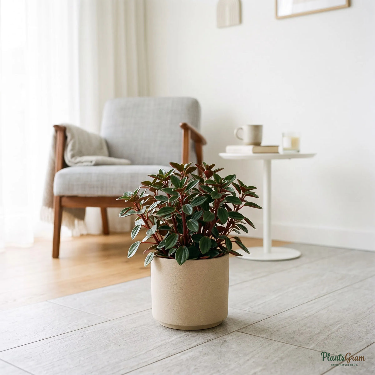 A potted houseplant with green and burgundy leaves sits on a light gray floor in a softly lit living room, with a gray armchair and small white side table blurred in the background.