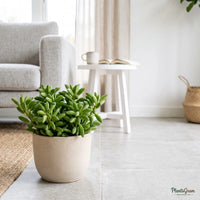 Peperomia (Peperomia dolabriformis)