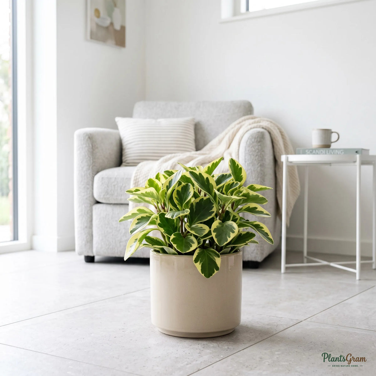 Peperomia Variegated Bicolor Plant