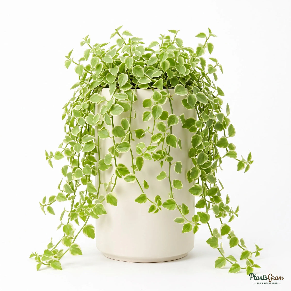 Potted Peperomia Trailing Variegata plant