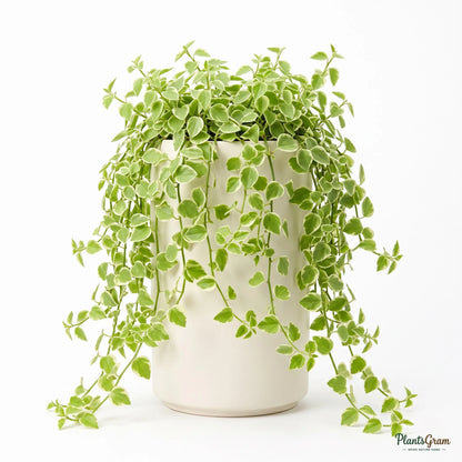 Potted Peperomia Trailing Variegata plant