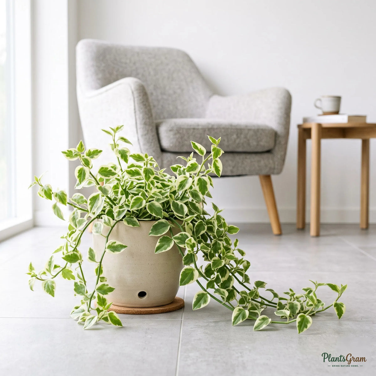 Peperomia Trailing Variegata plant in a pot on a tiled floor