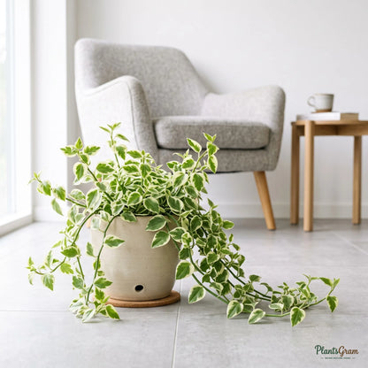 Peperomia Trailing Variegata plant in a pot on a tiled floor