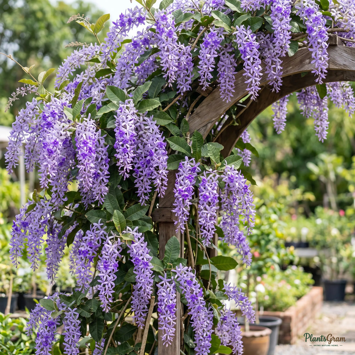 Petrea volubilis (Purple Wreath) vine in full bloom with violet-blue racemes