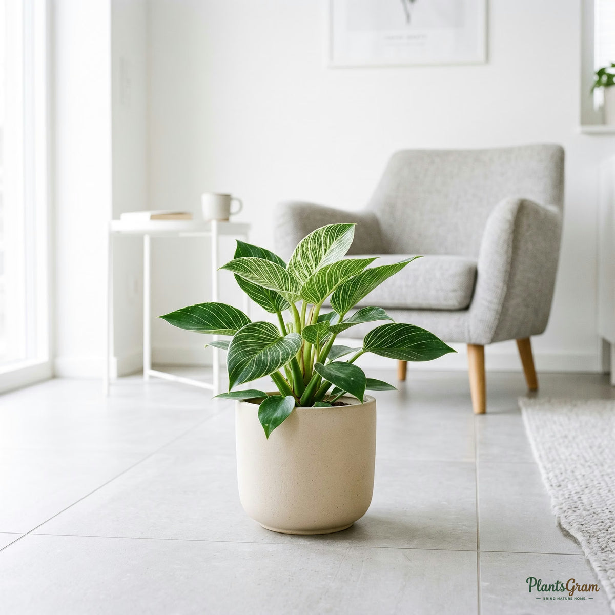 Philodendron Birkin plant in planter with white pinstripe leaves
