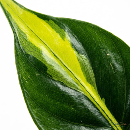 Money Plant Marble Queen (Epipremnum aureum)