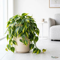 Money Plant Marble Queen (Epipremnum aureum)