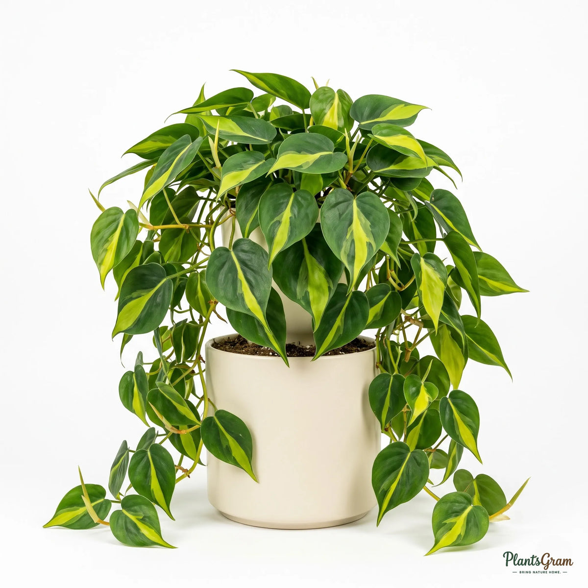 Money Plant Marble Queen (Epipremnum aureum)