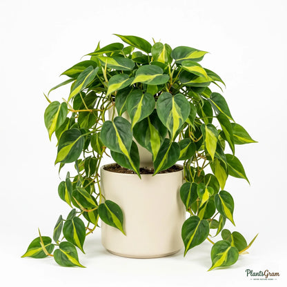 Money Plant Marble Queen (Epipremnum aureum)