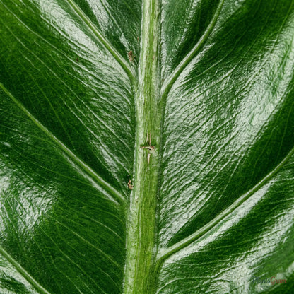 Close-up of Philodendron Congo leaf
