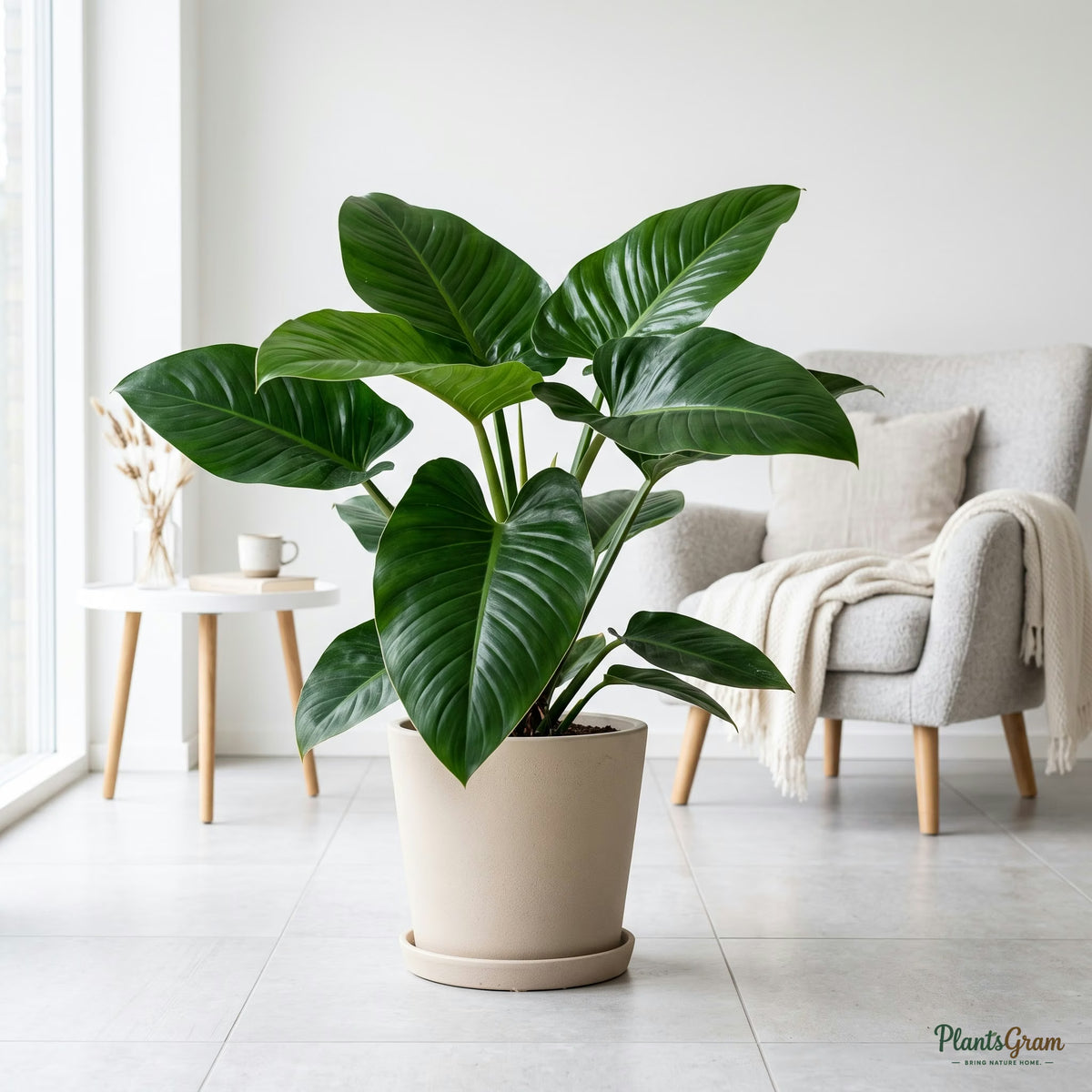 Philodendron Congo plant indoors with large glossy leaves