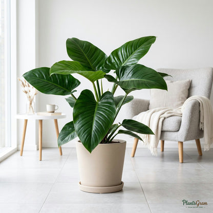 Philodendron Congo plant indoors with large glossy leaves