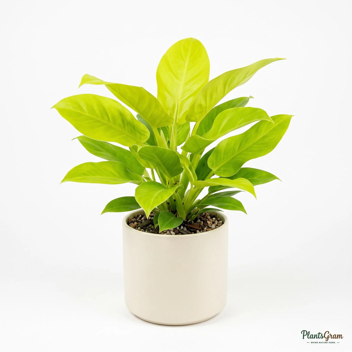 Philodendron Moonshine plant in a pot, showing upright clump growth