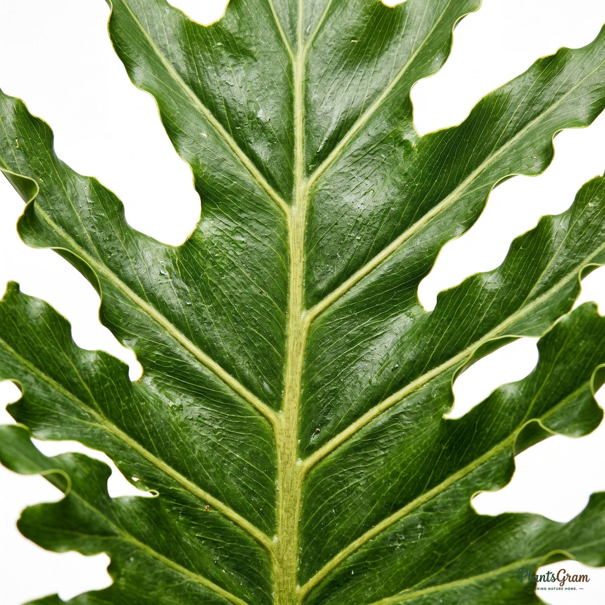 Close-up of deeply lobed Philodendron Selloum leaf