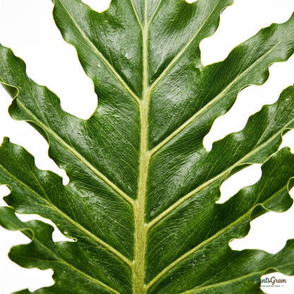 Close-up of deeply lobed Philodendron Selloum leaf