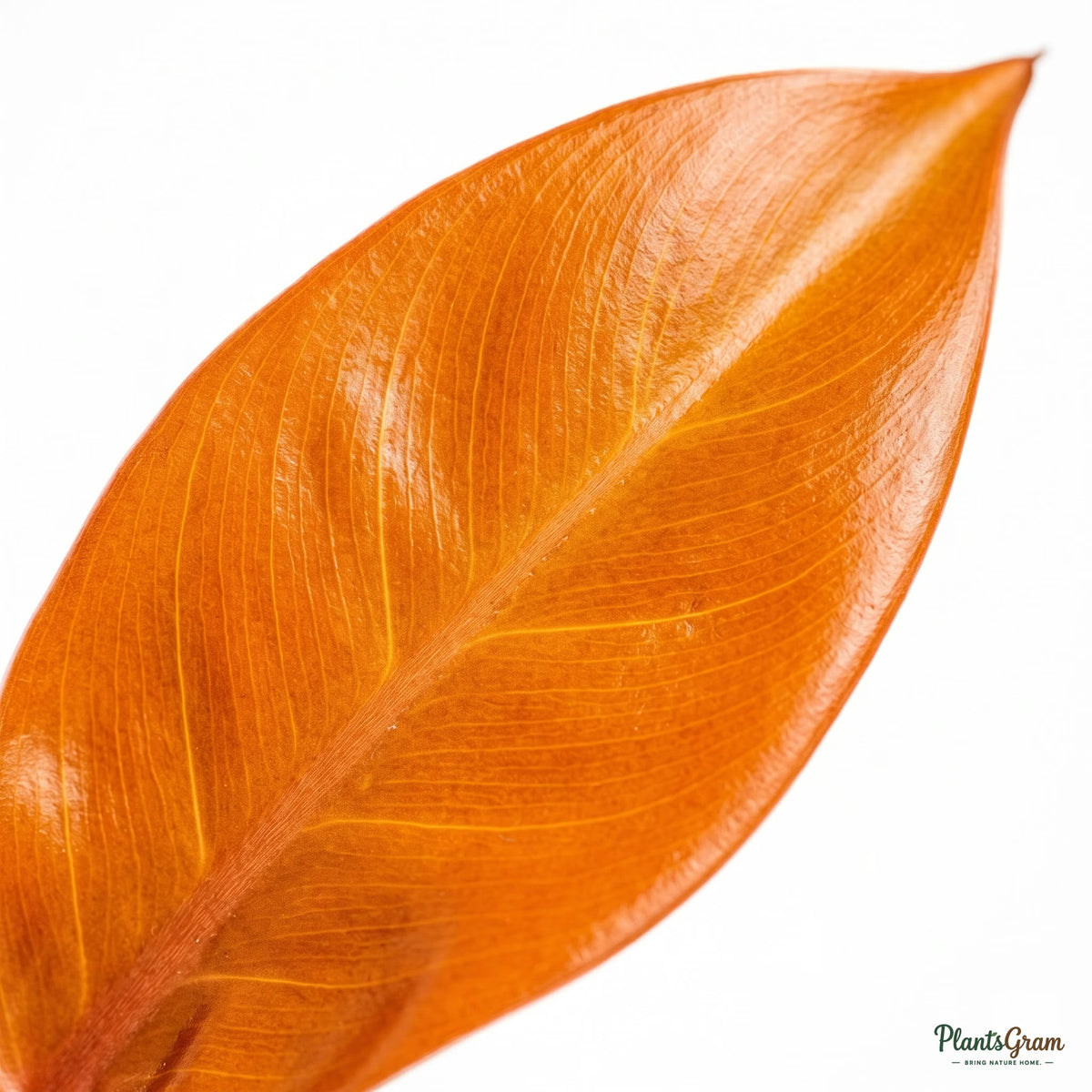 Close-up of Philodendron Prince of Orange leaf