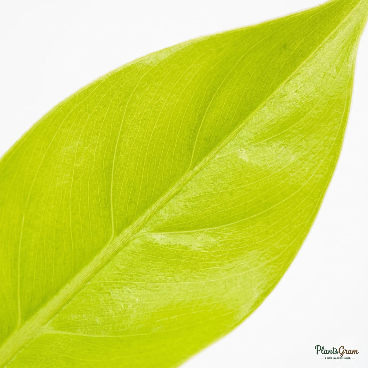 Close-up macro photograph of a Philodendron Moonshine leaf