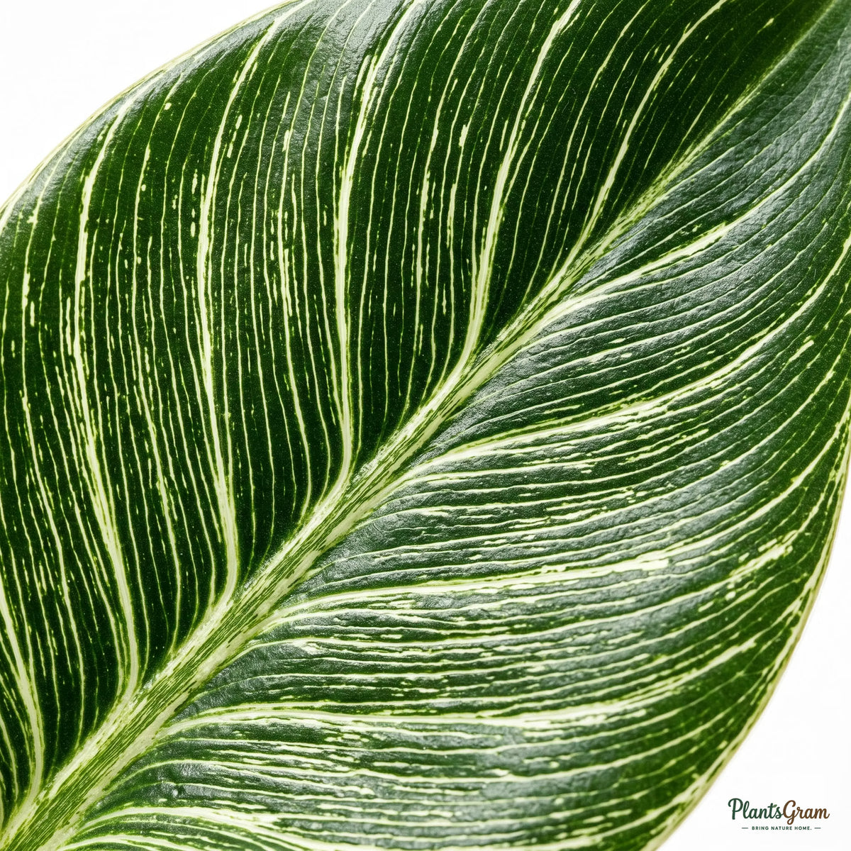 Close-up of Philodendron Birkin leaf pinstripe pattern