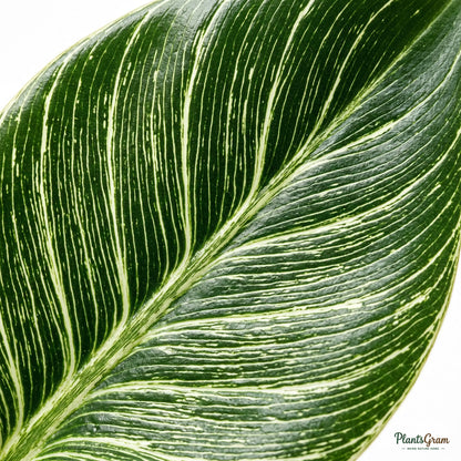 Close-up of Philodendron Birkin leaf pinstripe pattern